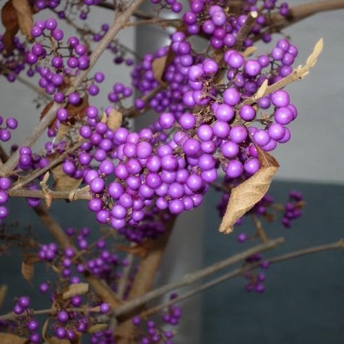 Callicarpa bodinieri Profusion - Future Forests