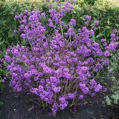 Callicarpa bodinieri Profusion - Future Forests