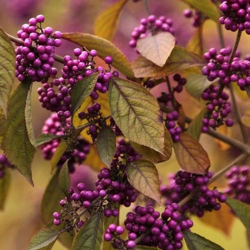 Callicarpa bodinieri Profusion - Future Forests