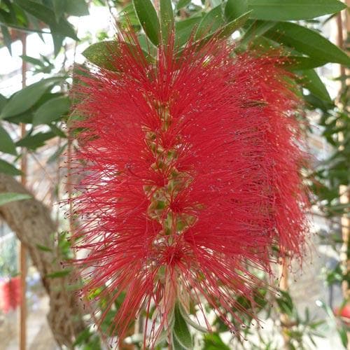 Callistemon citrinus Splendens