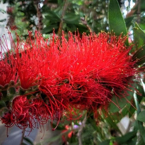 Callistemon citrinus Splendens