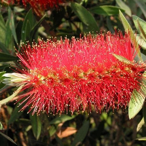 Callistemon citrinus Splendens