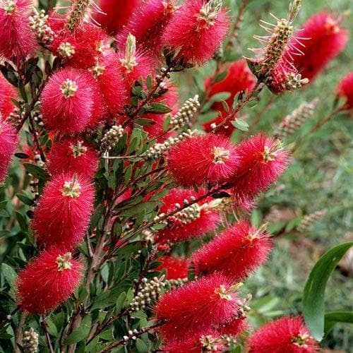 Callistemon citrinus Splendens