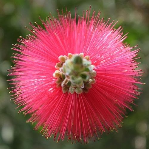 Callistemon citrinus Splendens