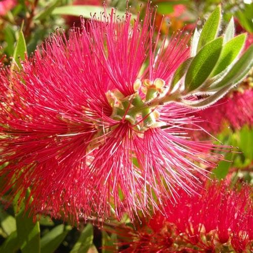 Callistemon citrinus Splendens