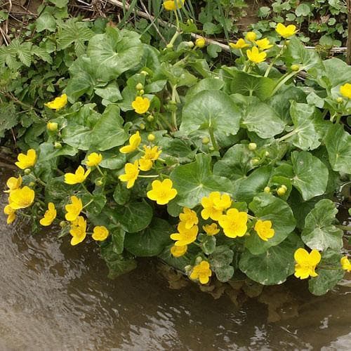 Caltha palustris - Marsh Marigold 9cm Pot (Aquatic Compost)