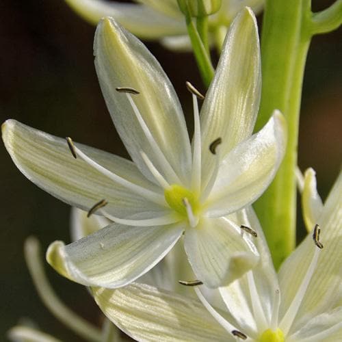 Camassia leichtlinii Alba - Future Forests