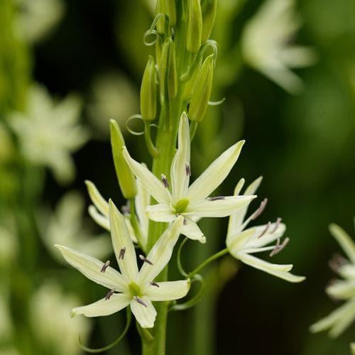 Camassia leichtlinii Alba - Future Forests