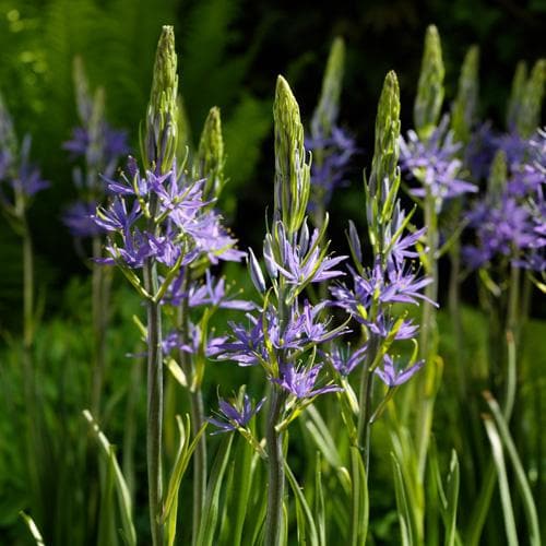 Camassia leichtinii Caerulea - Future Forests