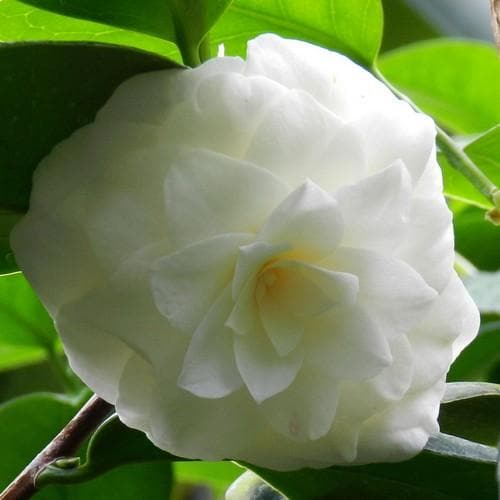 Camellia Mathotiana Alba - Future Forests