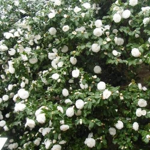 Camellia japonica Alba Plena - Future Forests