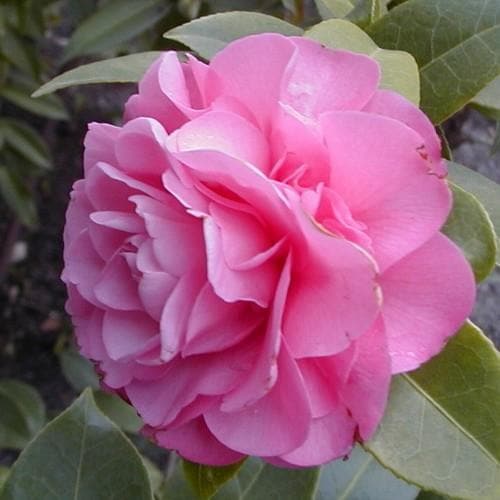 Camellia x williamsii Debbie - Future Forests