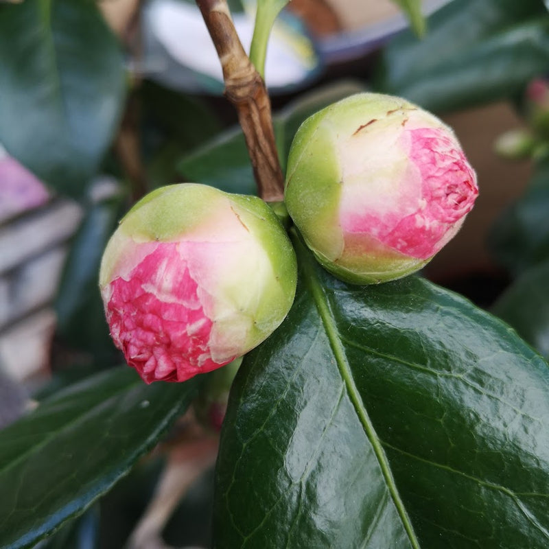 Camelia japonica Nuccio's Pearl