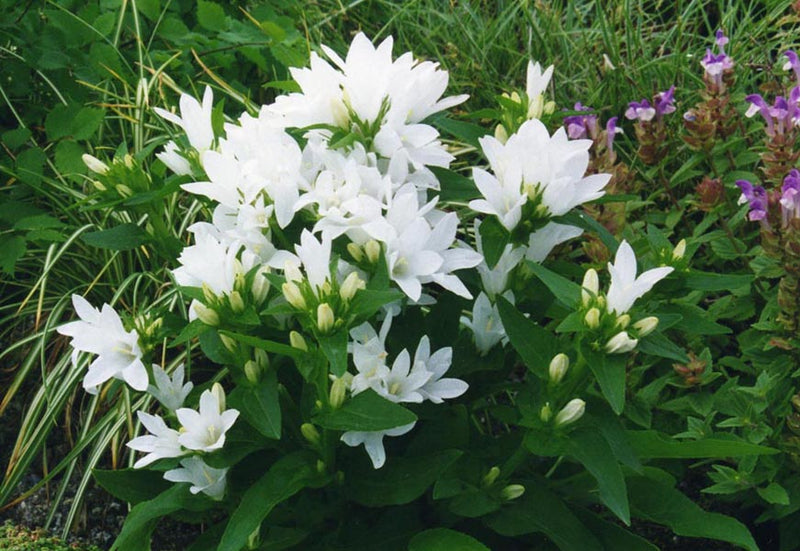 Campanula glomerata var. Alba