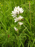 Campanula glomerata var. Alba