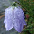 Campanula rotundifolia - Harebell Pot | 9cm