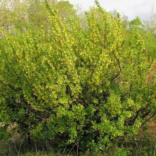 Caragana arborescens - Future Forests