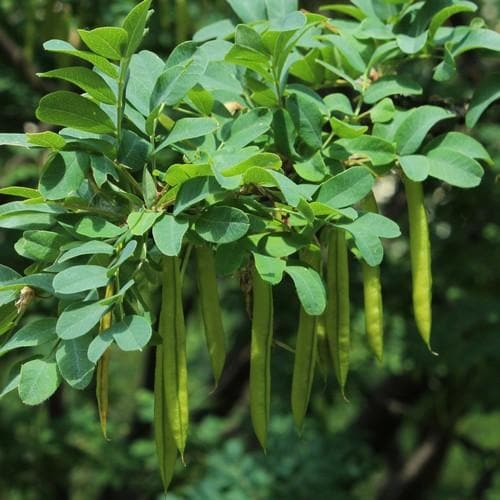 Caragana arborescens - Future Forests