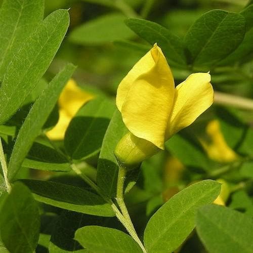 Caragana arborescens - Future Forests