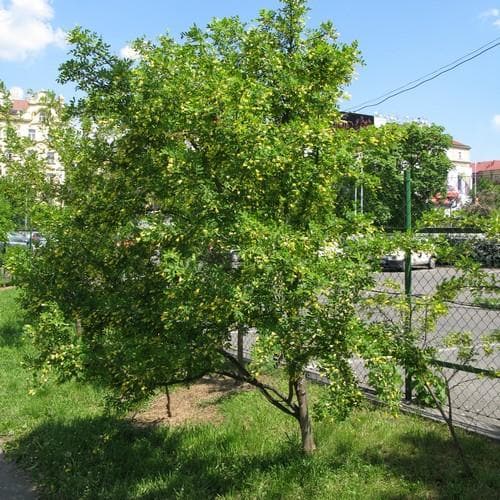 Caragana arborescens - Future Forests