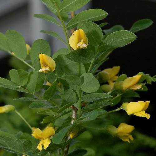 Caragana arborescens - Future Forests