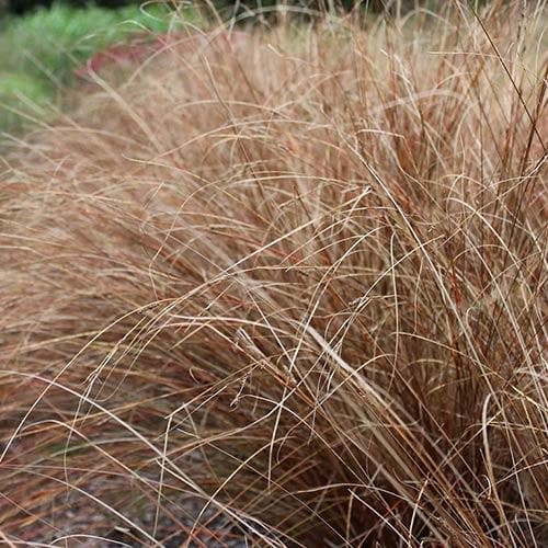 Carex buchananii Red Rooster