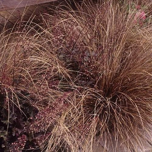 Carex buchananii Red Rooster