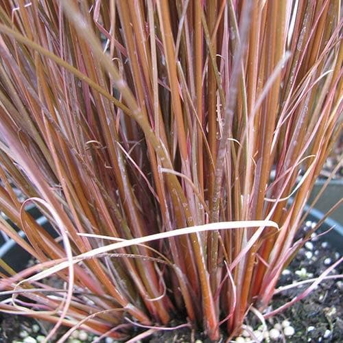 Carex buchananii Red Rooster