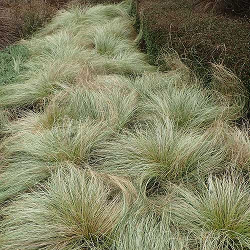 Carex comans Frosted Curls