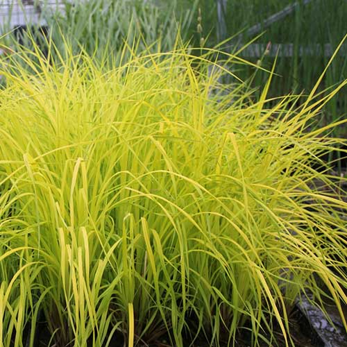 Carex elata Aurea - Golden Sedge