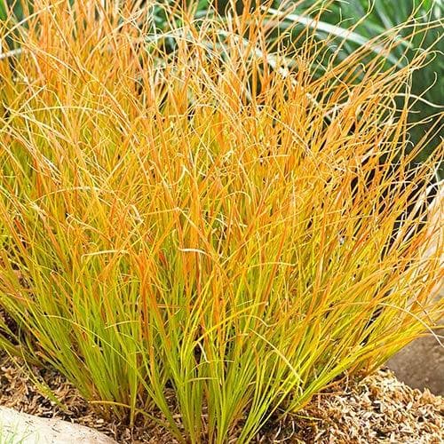 Carex testacea Prairie Fire