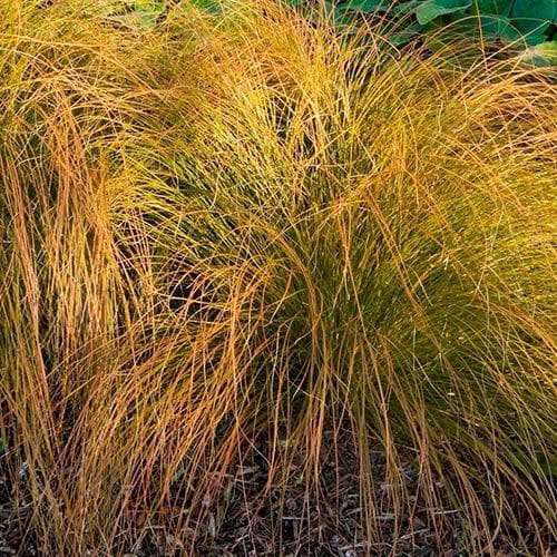 Carex testacea Prairie Fire