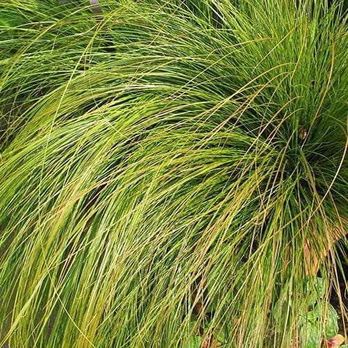 Carex testacea Prairie Fire