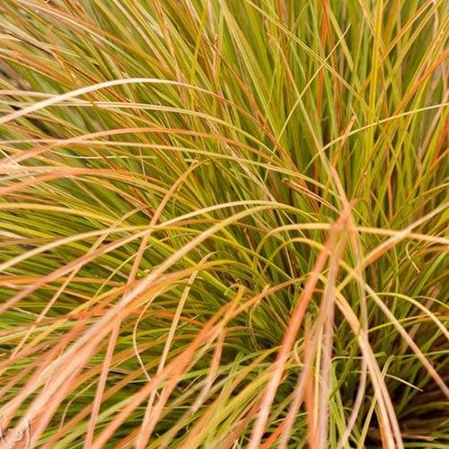 Carex testacea Prairie Fire