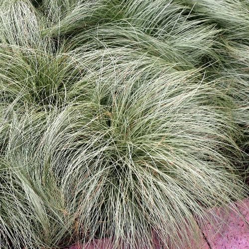 Carex comans Amazon Mist