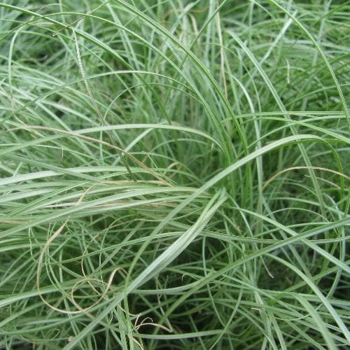 Carex comans Amazon Mist