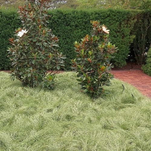 Carex comans Amazon Mist