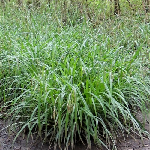 Carex pendula