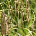 Carex pendula