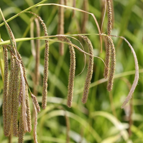 Carex pendula