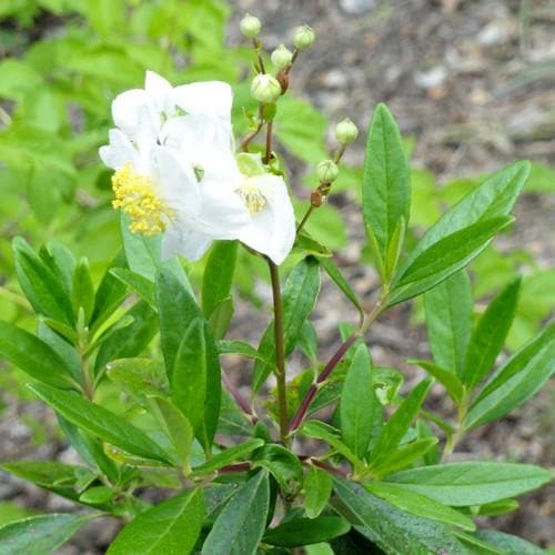 Carpenteria californica - Future Forests