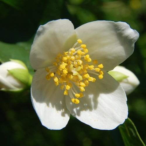 Carpenteria californica - Future Forests