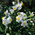 Carpenteria californica - Future Forests