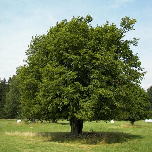 Carpinus betulus - Hornbeam - Future Forests