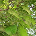 Carpinus betulus Quercifolia