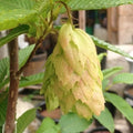 Carpinus japonica Chinese Lanterns - Future Forests
