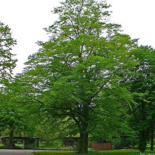 Carpinus betulus - Hornbeam - Future Forests