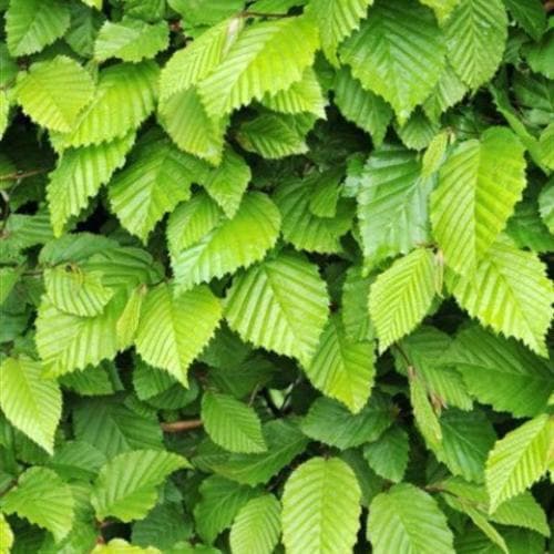 Carpinus betulus - Hornbeam Bareroot | 3-4ft