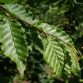 Carpinus betulus Frans Fontaine - Future Forests