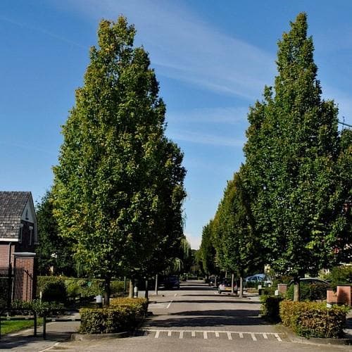 Carpinus betulus Frans Fontaine - Future Forests